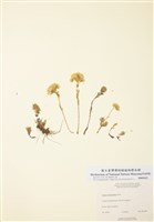 藏品(狹瓣景天)的圖片